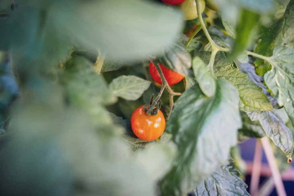 Frische Tomaten aus unserem Hochbeet