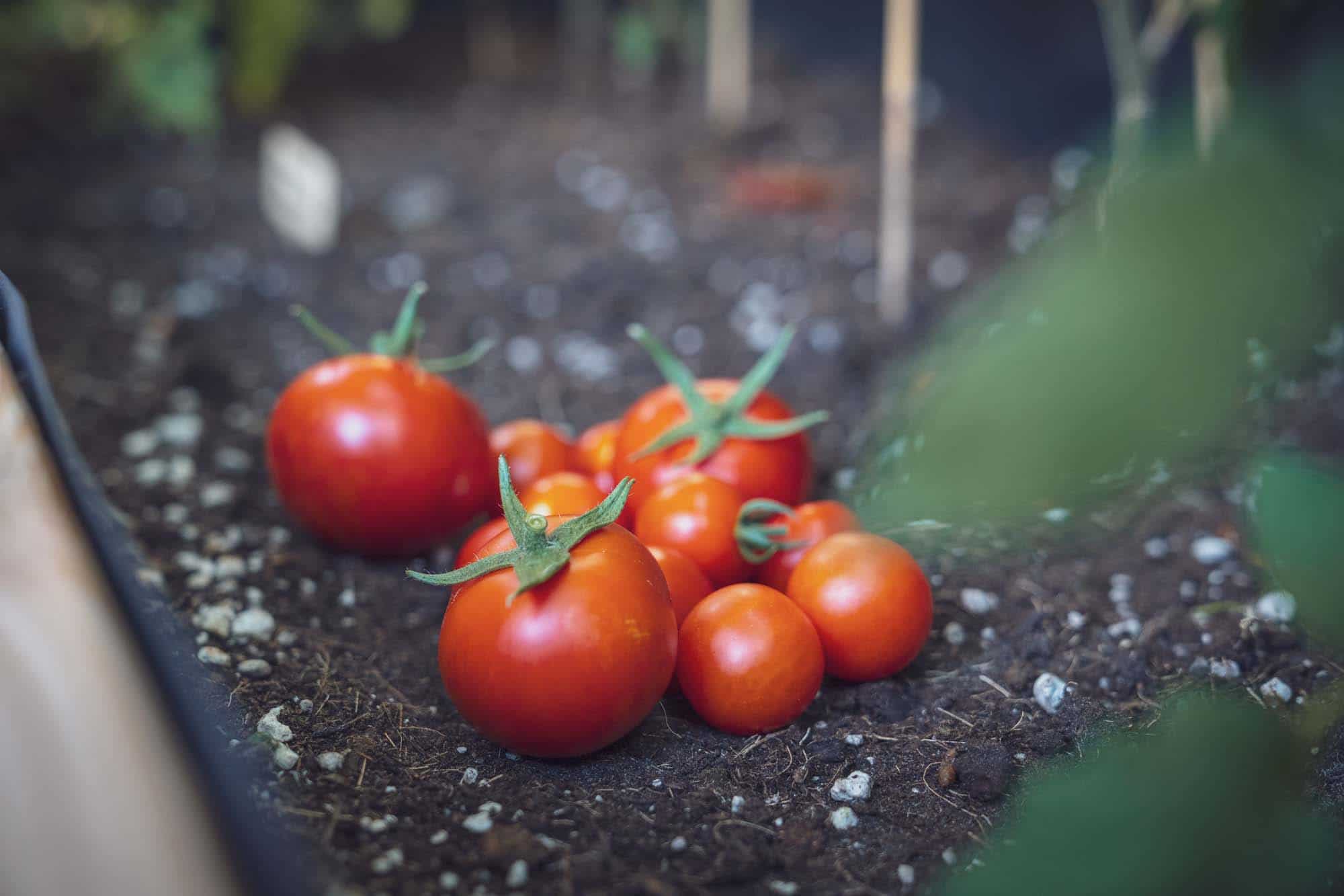 Frische Tomaten aus unserem Hochbeet