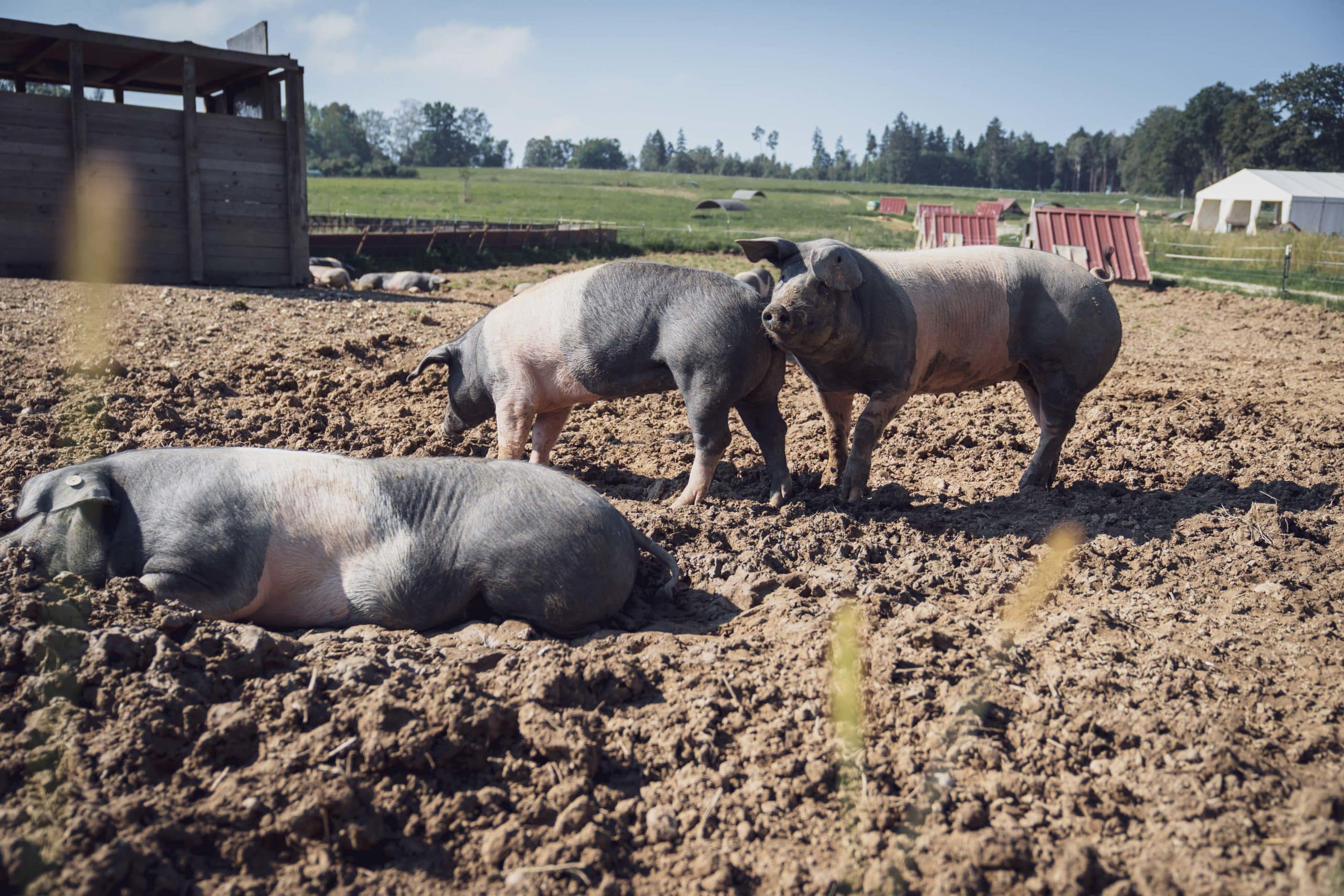 Schweine auf der Wiese